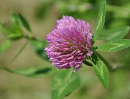 Enlarged view: Red Clover